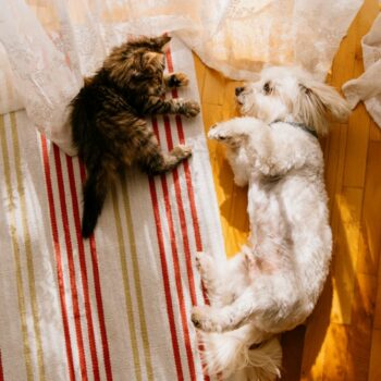 Can dogs and cats really get along? Pic: iStock