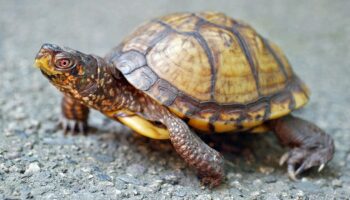 Woman caught smuggling 29 protected turtles from US to Canada