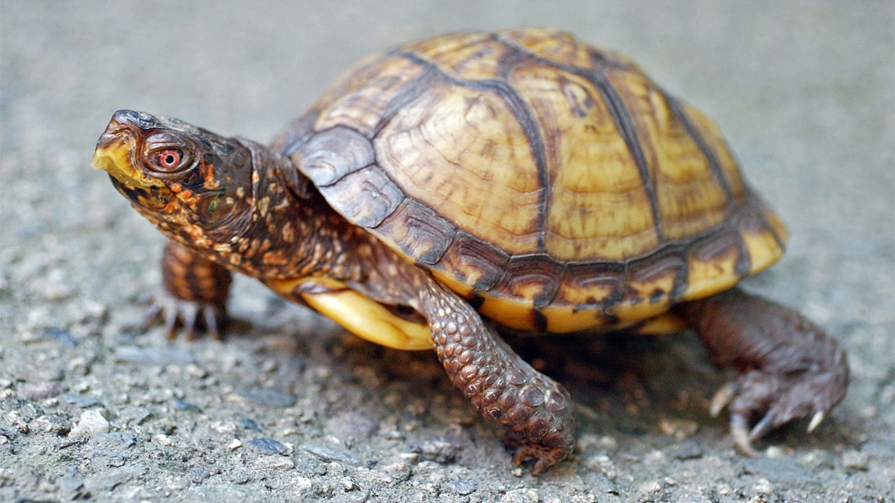 Woman caught smuggling 29 protected turtles from US to Canada