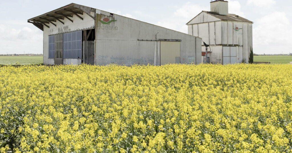 «Plus ils habitent près des champs, plus les taux sont élevés» : des pesticides en nombre alarmant dans les corps d’enfants près de La Rochelle