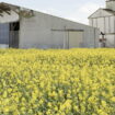 «Plus ils habitent près des champs, plus les taux sont élevés» : des pesticides en nombre alarmant dans les corps d’enfants près de La Rochelle