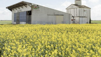 «Plus ils habitent près des champs, plus les taux sont élevés» : des pesticides en nombre alarmant dans les corps d’enfants près de La Rochelle