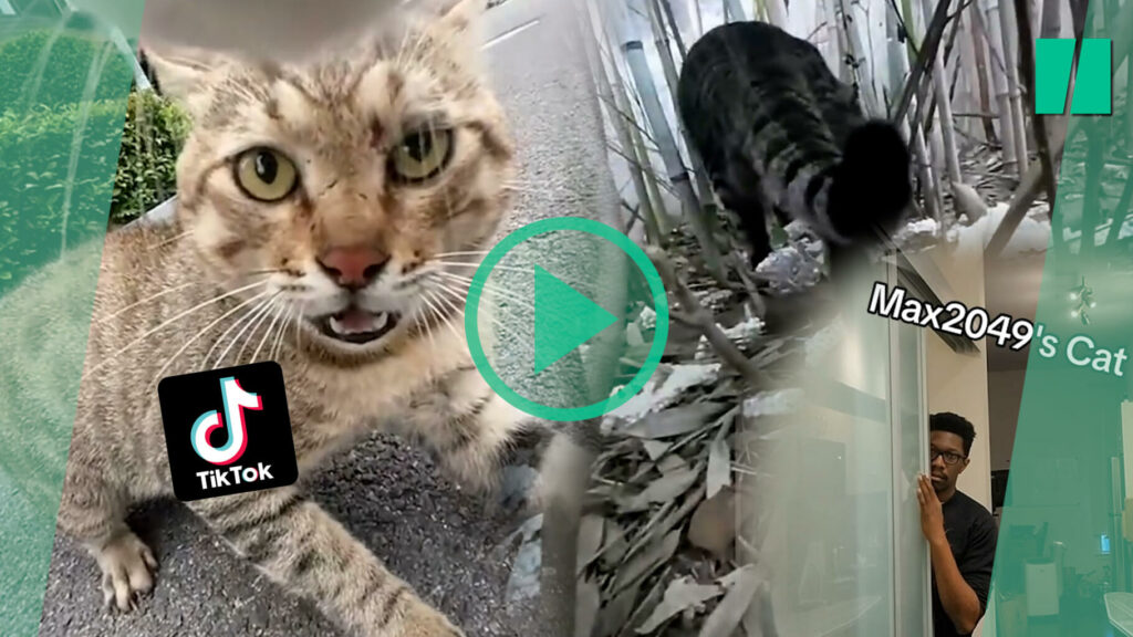 Sur TikTok, ce chat avec une caméra embarquée est la terreur de son quartier