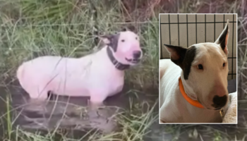 Abandoned dog left tied to fence before Hurricane Milton now 'safe and sound' with new name