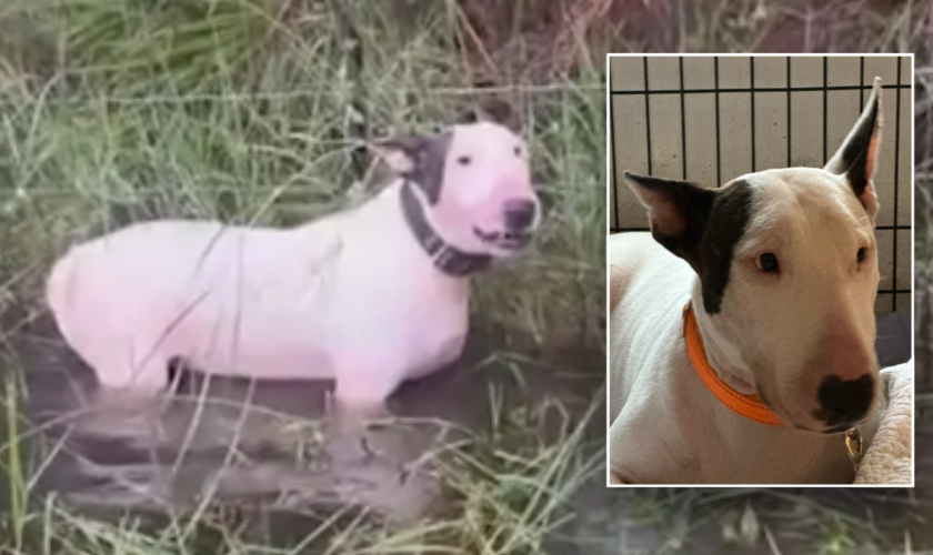 Abandoned dog left tied to fence before Hurricane Milton now 'safe and sound' with new name