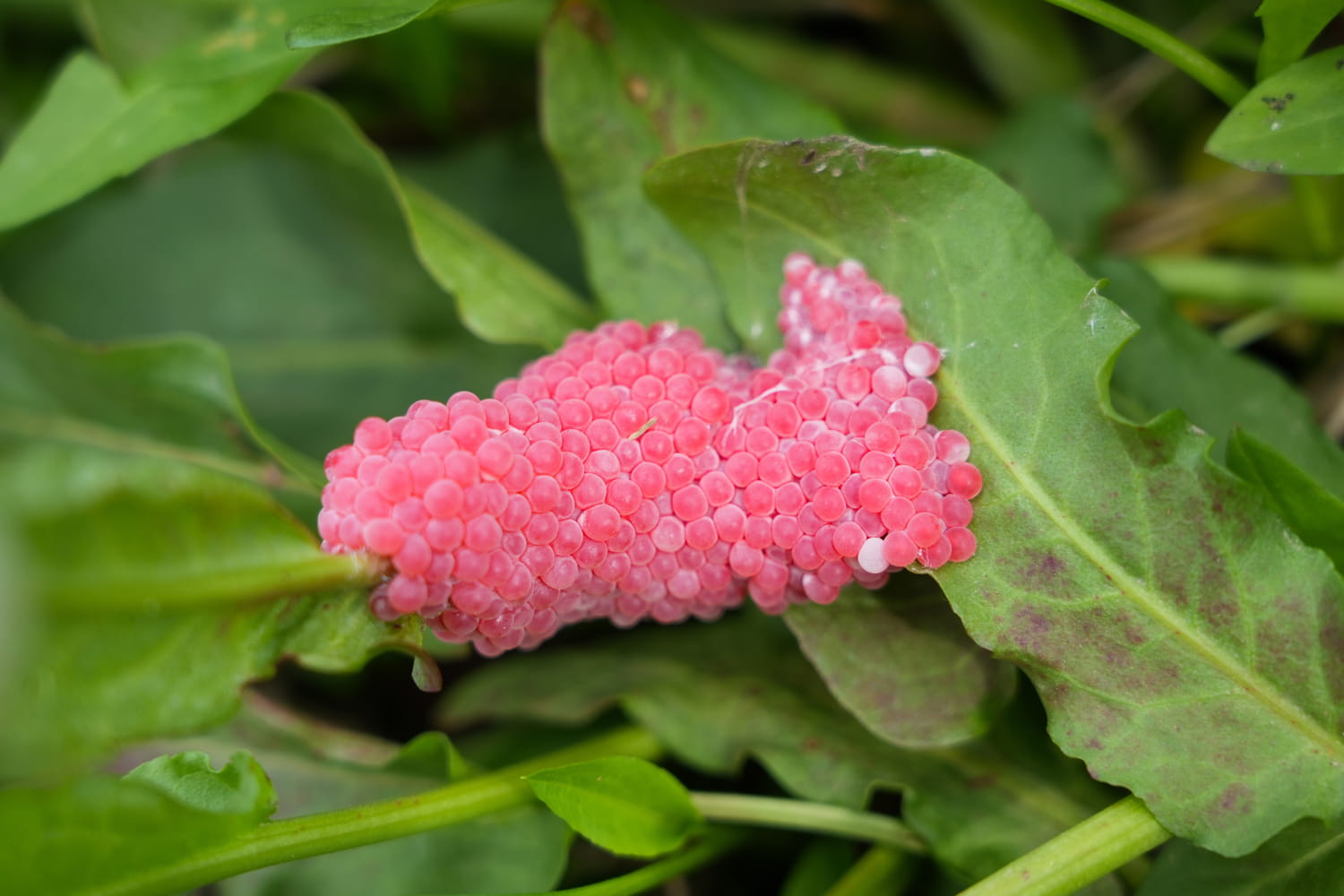 Ils arrivent dans les jardins : ces petits œufs roses doivent vous alerter et il faut agir vite