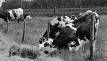 « Le travail, mon dieu, quel travail ! » : la vie d’une jeune fermière, il y a 50 ans dans « le Nouvel Obs »