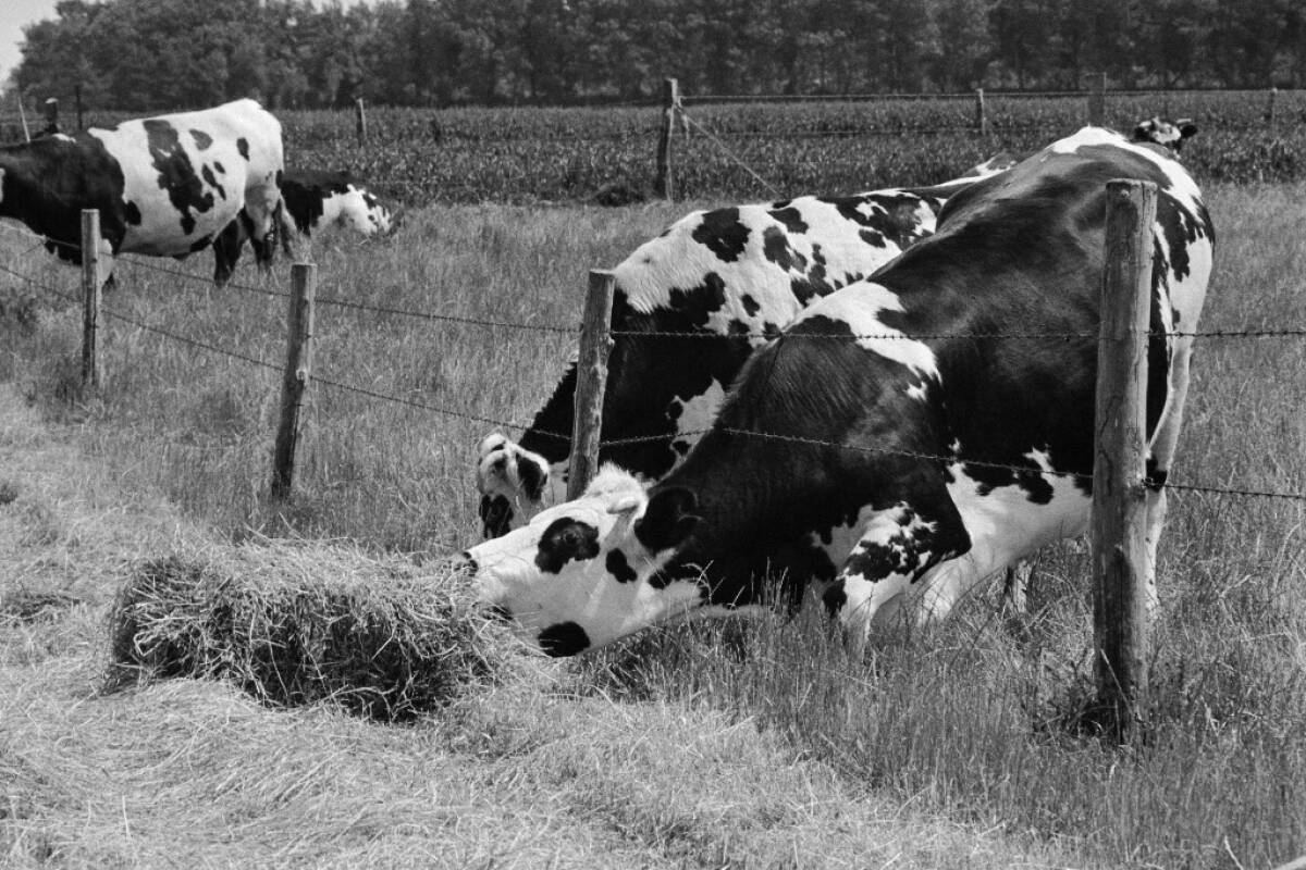 « Le travail, mon dieu, quel travail ! » : la vie d’une jeune fermière, il y a 50 ans dans « le Nouvel Obs »