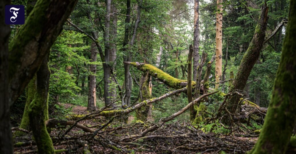 Waldinventur: Unter der Oberfläche