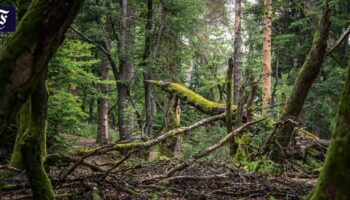 Waldinventur: Unter der Oberfläche