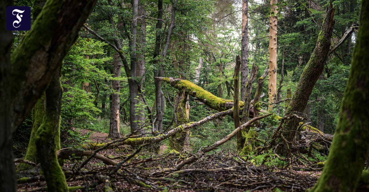 Waldinventur: Unter der Oberfläche