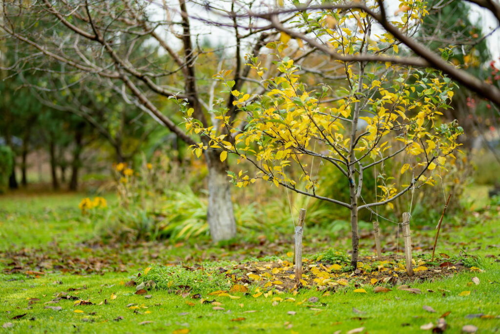 Ce geste anodin au jardin en automne peut entraîner des problèmes et vous coûter cher