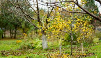 Ce geste anodin au jardin en automne peut entraîner des problèmes et vous coûter cher