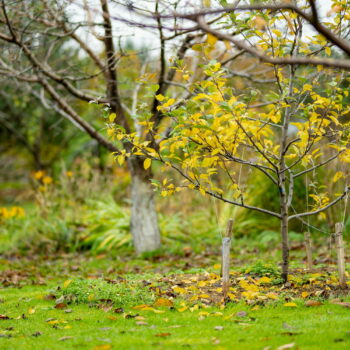 Ce geste anodin au jardin en automne peut entraîner des problèmes et vous coûter cher