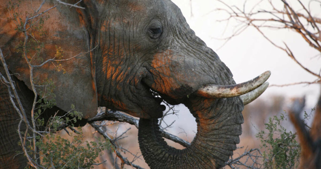 Les rides d’éléphant, ça trompe énormément