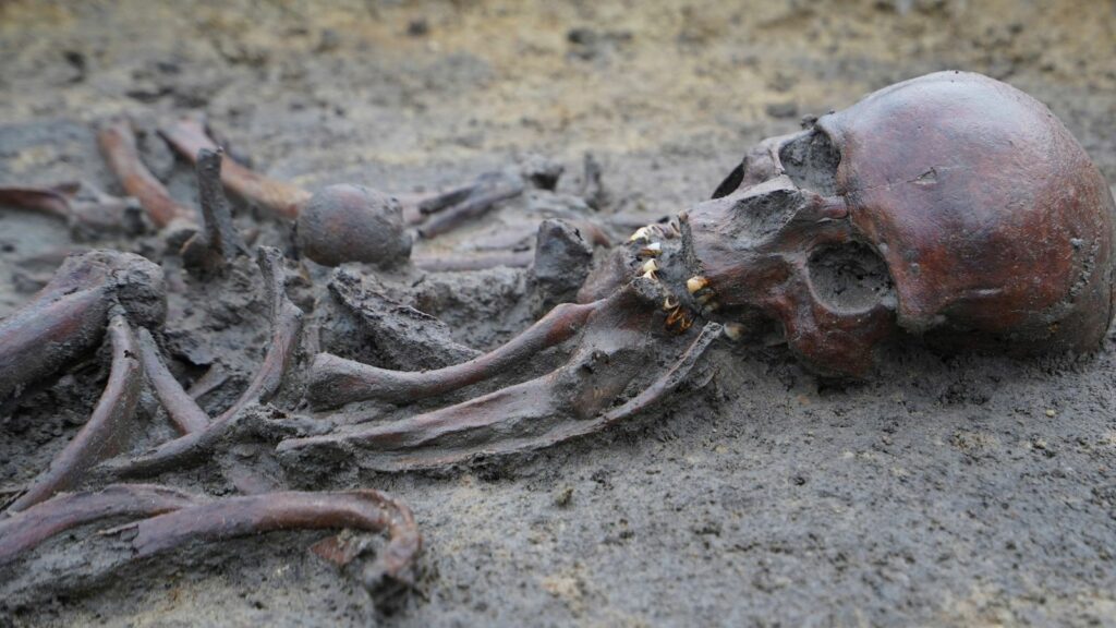 Skeletons and skulls sit in graves at an excavation site of a 10th century Viking burial ground in Aasum, Denmark, Monday, Oct. 7, 2024. (AP Photo/James Brooks)