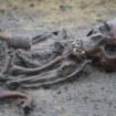 Skeletons and skulls sit in graves at an excavation site of a 10th century Viking burial ground in Aasum, Denmark, Monday, Oct. 7, 2024. (AP Photo/James Brooks)