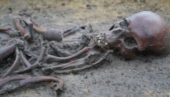 Skeletons and skulls sit in graves at an excavation site of a 10th century Viking burial ground in Aasum, Denmark, Monday, Oct. 7, 2024. (AP Photo/James Brooks)