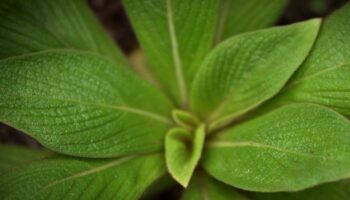 Botanique : la renaissance d'une plante disparue