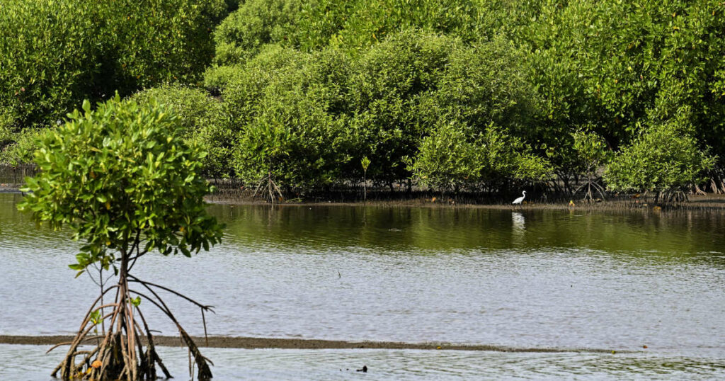 Avec les “pousses d’espoir”, ces volontaires qui restaurent les mangroves en Indonésie