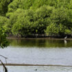 Avec les “pousses d’espoir”, ces volontaires qui restaurent les mangroves en Indonésie