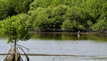 Avec les “pousses d’espoir”, ces volontaires qui restaurent les mangroves en Indonésie