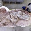 Discovery of one of the oldest-ever fossils sheds new light on rise of dinosaurs