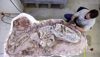 Discovery of one of the oldest-ever fossils sheds new light on rise of dinosaurs