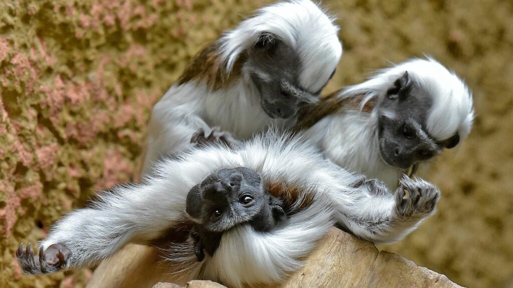 Cotton-top tamarin monkeys. Pic: AP