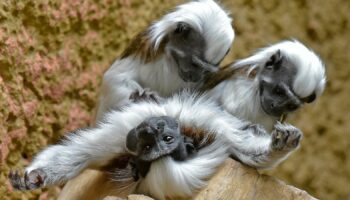 Cotton-top tamarin monkeys. Pic: AP