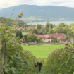 Viticulture : sur la rive est du lac d'Annecy, la renaissance d'un vignoble