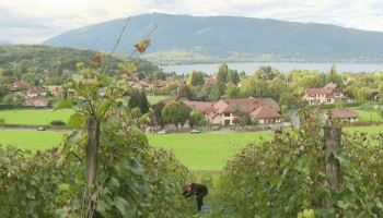 Viticulture : sur la rive est du lac d'Annecy, la renaissance d'un vignoble