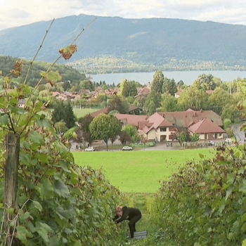 Viticulture : sur la rive est du lac d'Annecy, la renaissance d'un vignoble