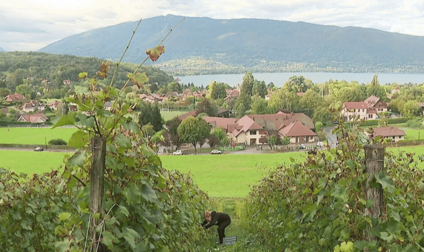 Viticulture : sur la rive est du lac d'Annecy, la renaissance d'un vignoble