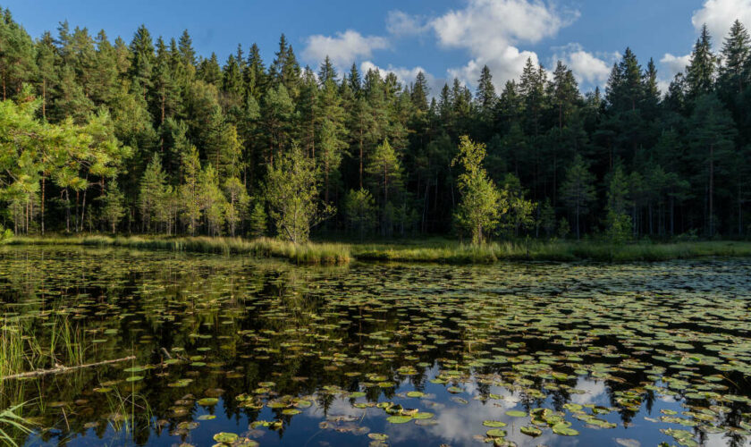 Les puits naturels de carbone n’ont pas stocké de carbone en 2023