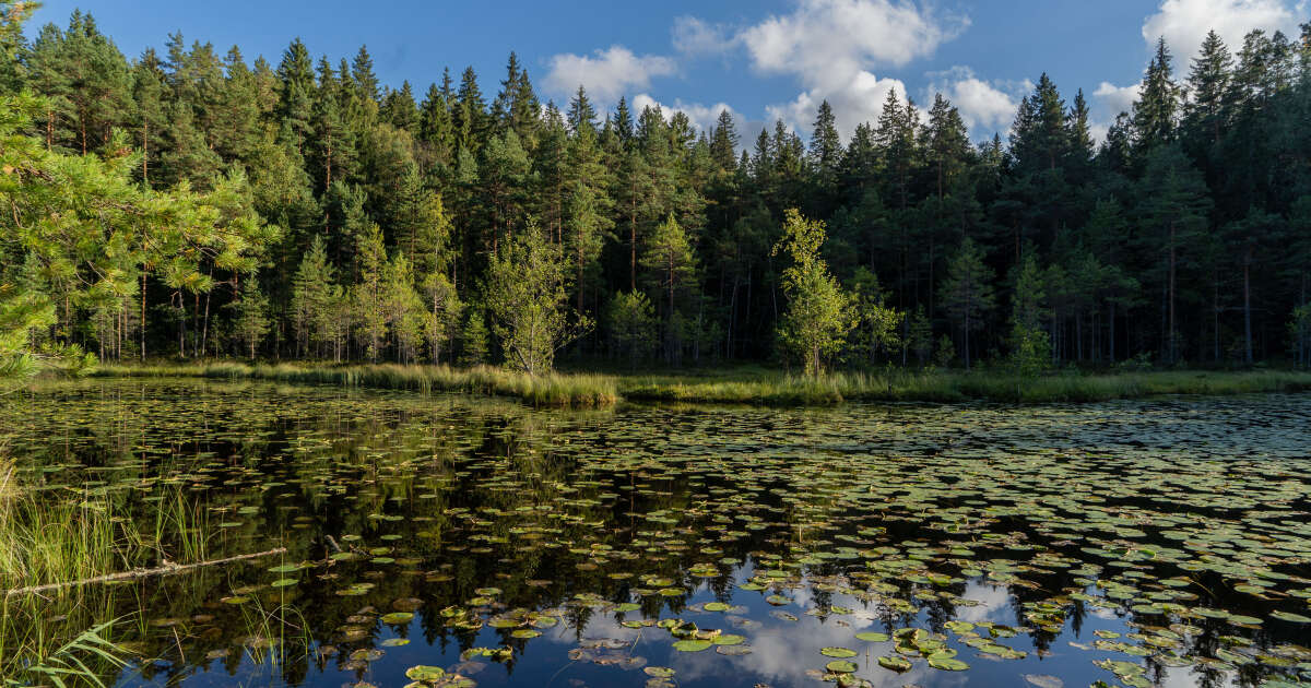 Les puits naturels de carbone n’ont pas stocké de carbone en 2023