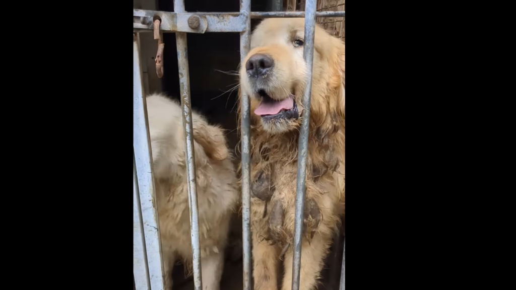 En Bretagne, des dizaines de chiens sauvés d’un élevage clandestin après avoir été maltraités