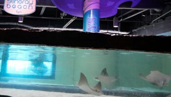 Animal care experts with The Florida Aquarium successfully relocate its seven male cownose stingrays, Monday, Oct. 14, 2024, from Tropicana Field back to the Aquarium in downtown Tampa. (Florida Aquarium via AP)