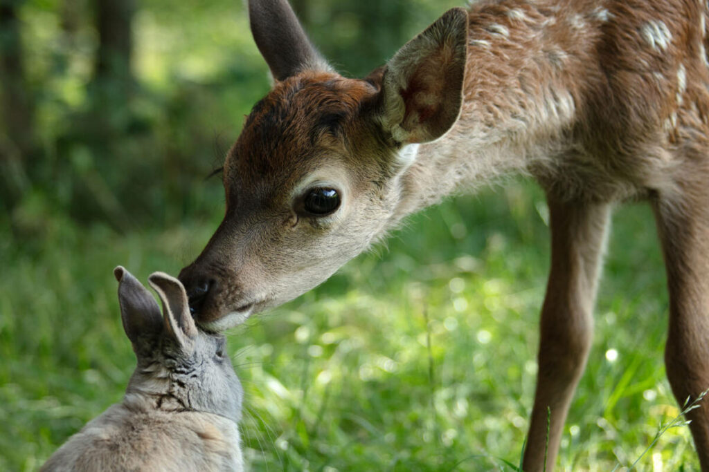 « Bambi, l’histoire d’une vie dans les bois » : les aventures du petit faon orphelin racontées par Mylène Farmer