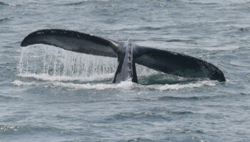 Une baleine à bosse aperçue dans la Seine, la préfecture appelle à la prudence