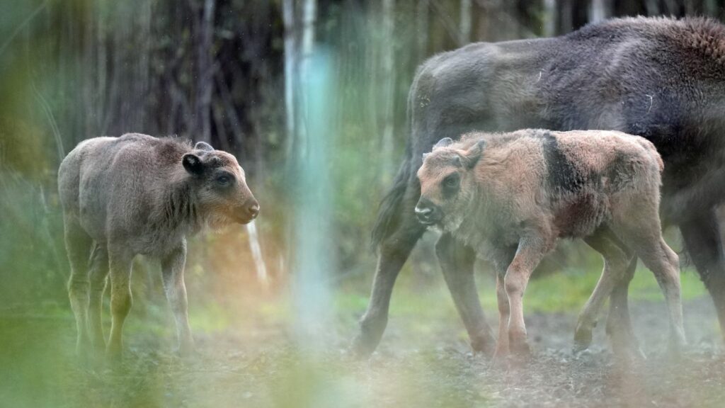 The calves join a herd that was introduced as part of a rewilding project in 2022. Pic: PA