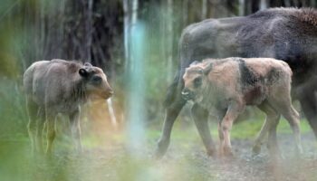 The calves join a herd that was introduced as part of a rewilding project in 2022. Pic: PA