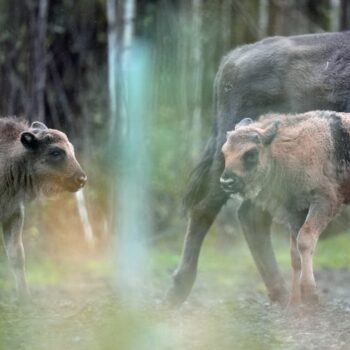 The calves join a herd that was introduced as part of a rewilding project in 2022. Pic: PA