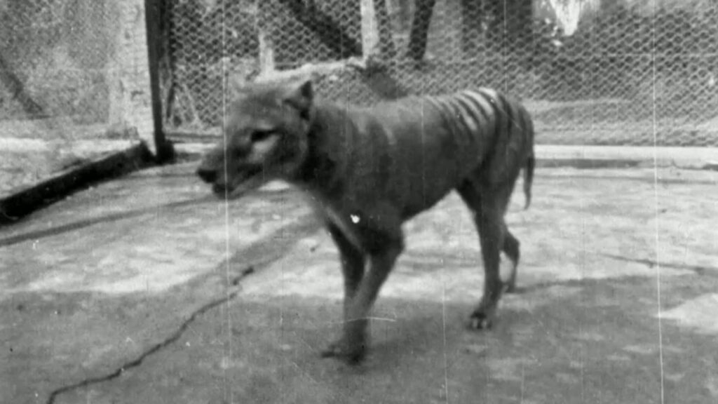 The 1935 clip is more than 12 months later than the previously last confirmed footage of a thylacine, from 1933.