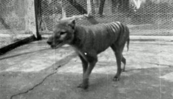 The 1935 clip is more than 12 months later than the previously last confirmed footage of a thylacine, from 1933.