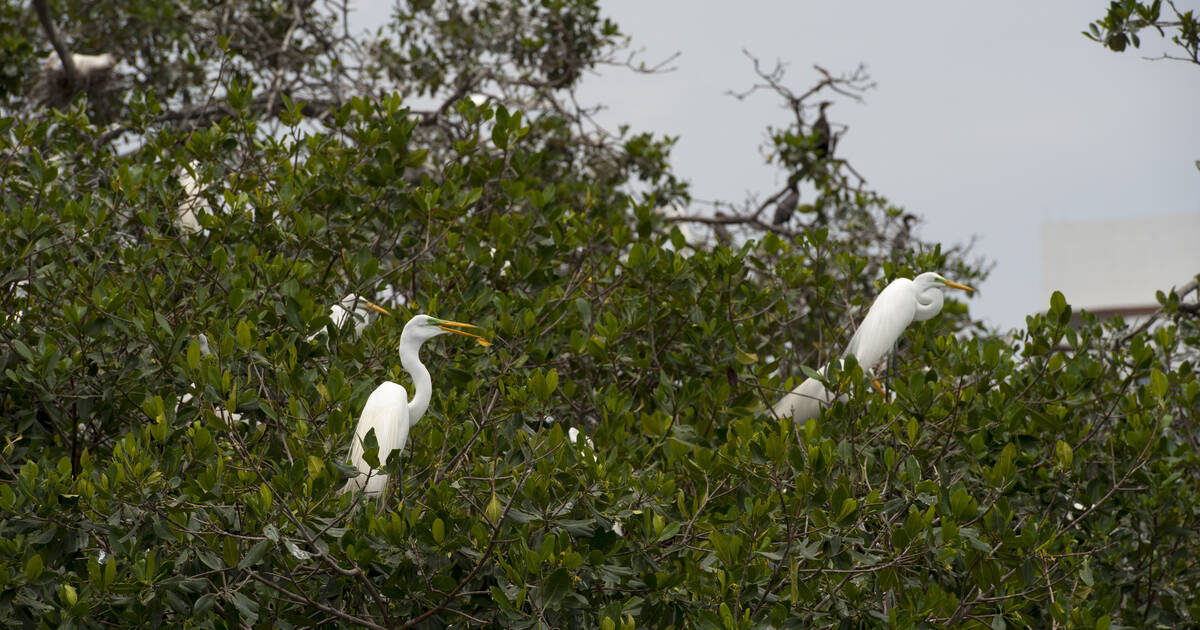 Pour la COP 16 biodiversité, des animaux interprètent l’hymne national colombien