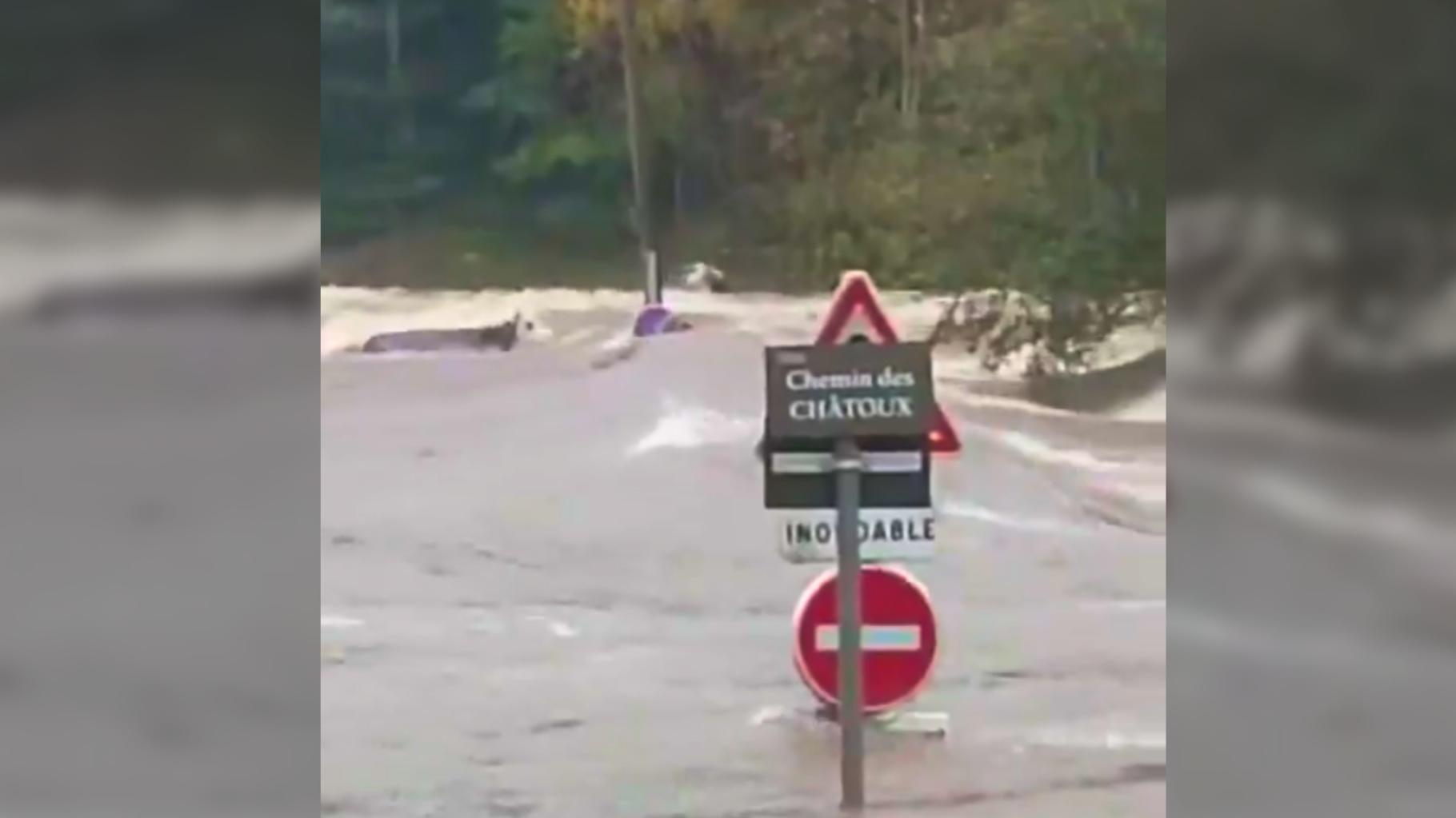 Inondations et crues : ces vaches emportées par les eaux illustre un épisode cévenol « absolument massif »