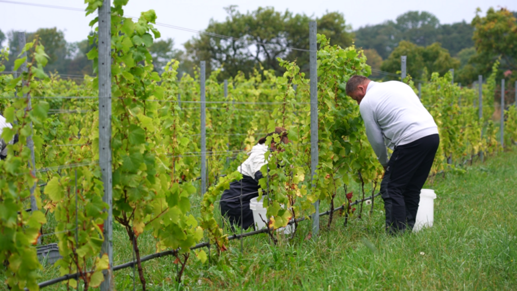 La Suède est-elle le prochain Eldorado du vin ?