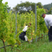 La Suède est-elle le prochain Eldorado du vin ?