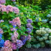 Des hortensias plus gros qu'avant - voici les trois gestes simples à faire en automne